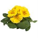 Bild von Primula P10.5 gebroken knop/1bloem Yellow